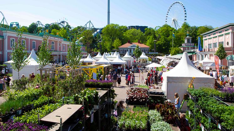 Västsveriges största trädgårdsmarknad bjuder på trender, pris och inspiration i maj
