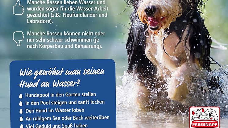 Infografik: Wasserspaß mit Hunden