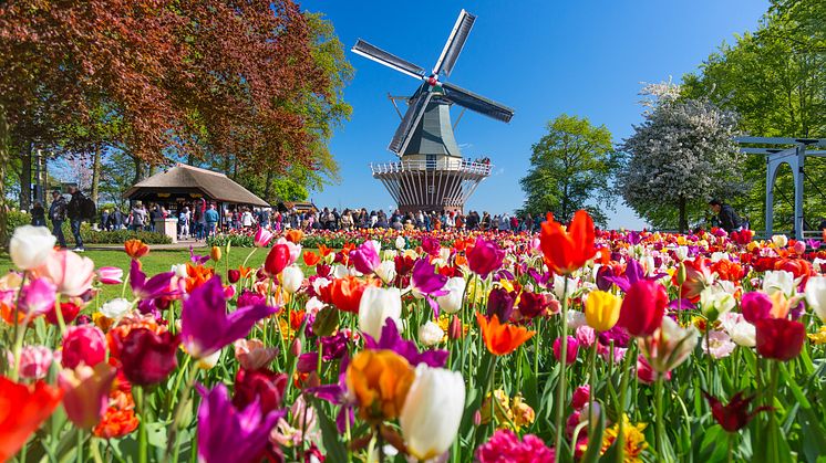 5 anledningar att resa till Holland med Scandorama i vår! 🌷
