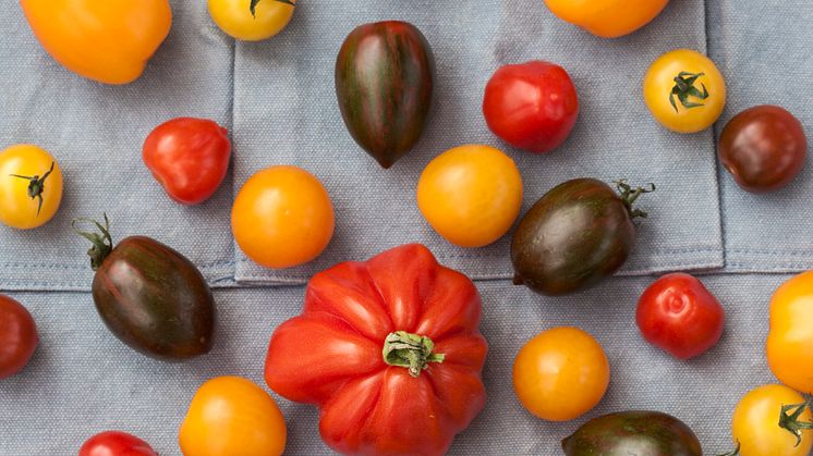 Stora möjligheter för svensk tomatodling