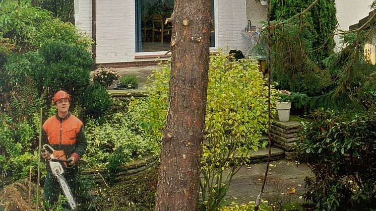 Auch im eigenen Garten ist nicht alles erlaubt: Fällarbeiten durch Baumschutzsatzungen geregelt