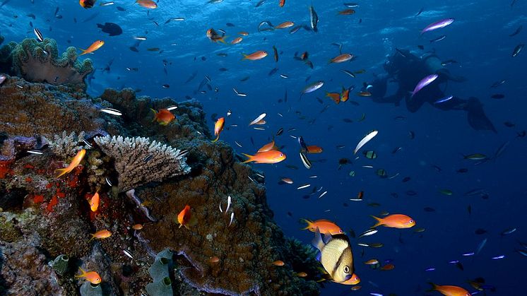 Weltgrößtes 360°-Panorama in Leipzig - Yadegar Asisi zeigt einzigartige Unterwasserwelt "Great Barrier Reef"