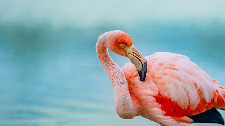 Galapagos_Flamingo_Credi_Andres_Ballesteros