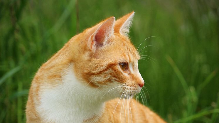 Spetsiga öron som pekar framåt innebär att katten är uppmärksam och fokuserad.