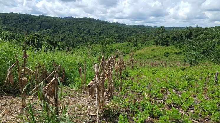 Rows of corn and a landscape of the rainforest, Belize (photo credit: Raquel Chun)
