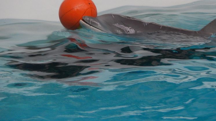 Tierschützer sorgen sich um Delfin-Kalb und kündigen weitere Belege einer illegalen Delfinhaltung in Nürnberg an