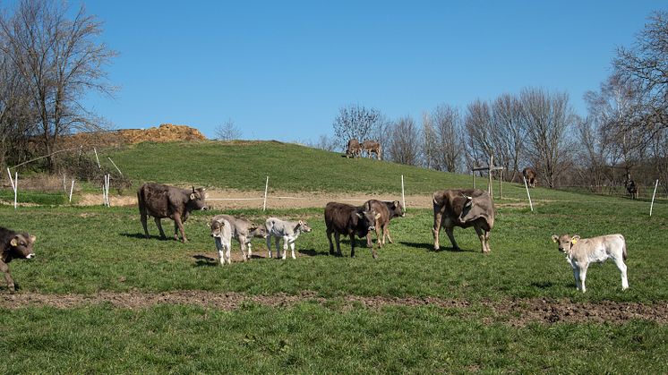 WTG-Rinder-Herde-Weide