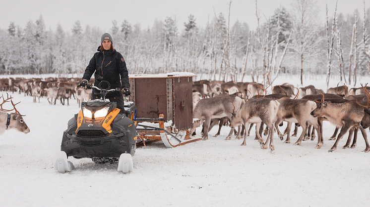 Tack vare att renarna inte längre vistas längs vägen har antalet viltolyckor på vintern drastiskt minskat. Samverkansprojektet med Sattajärvi koncessionssameby har ökat trafiksäkerheten och skyddat renarna.