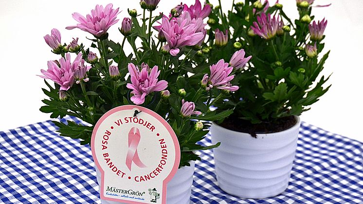 Dagens Rosa Produkt 12 oktober - en Krysantemum från Mäster Grön