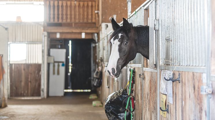 Stallbesiktningen är utformad med fokus på hållbara hästar, miljö och säkerhet. Foto: Fredrik Jonsving