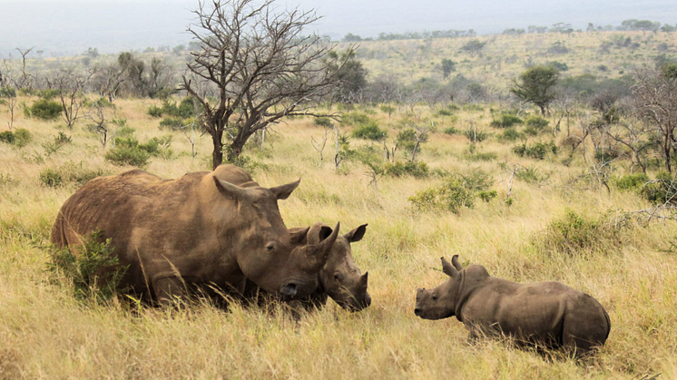 The atrocity of rhino poaching and what Princess Charlene of Monaco is doing about it.