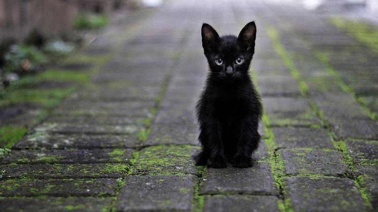 Wohl doch viel harmloser als gedacht: Ein Freitag, der dreizehnte ist kein Grund, sich vor schwarzen Katzen zu fürchten.