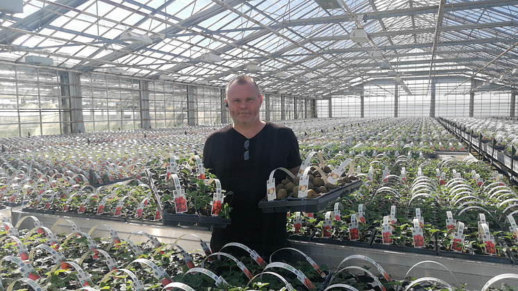 Trädgårdsmästare Henrik Jönsson tipsar om hur du får egen färskpotatis och jordgubbar till midsommar.