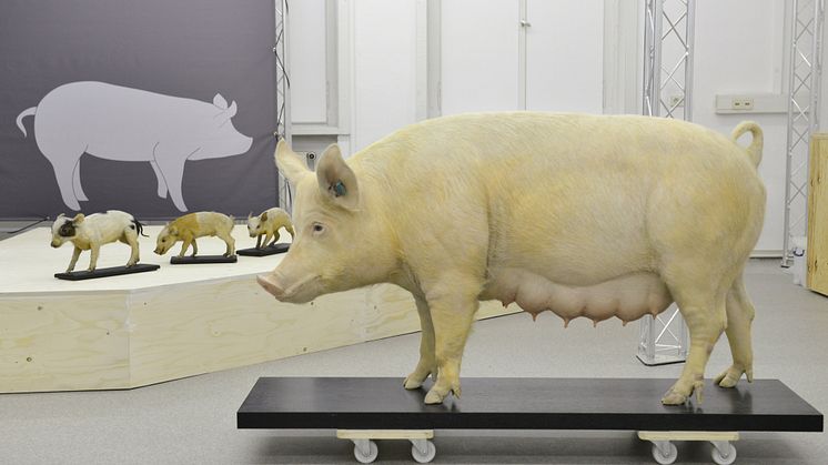 Einblick in die Ausstellung »SUS100 – Mensch verändert Schwein« (c) MLU Halle, ZNS, Foto: Markus Scholz