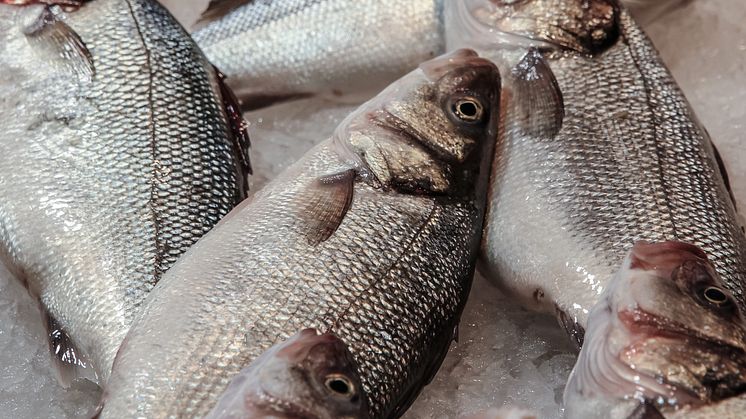 Smart teknik ska minska miljöpåverkan från landbaserade fiskodlingar