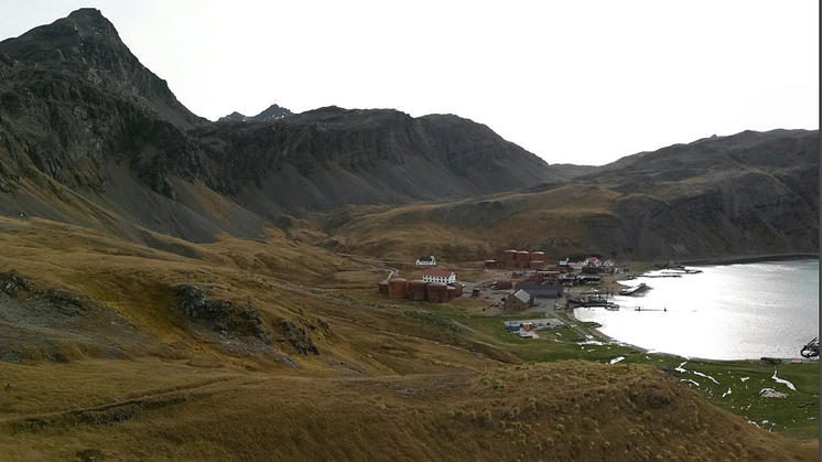 Grytviken from viewpoint