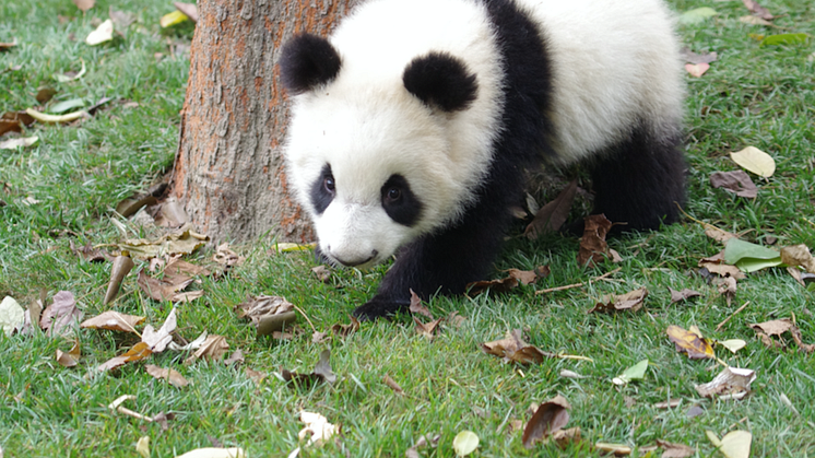 Blueair adopts Baby Panda JOY following launch of new playful JOY collection