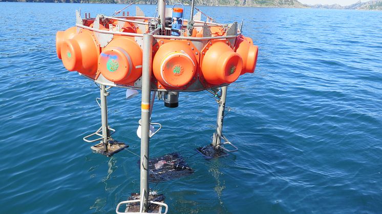 Photo: Underwater camera system baited with jellyfish carcass being deployed in Sognefjorden (Credit: D. Jones)