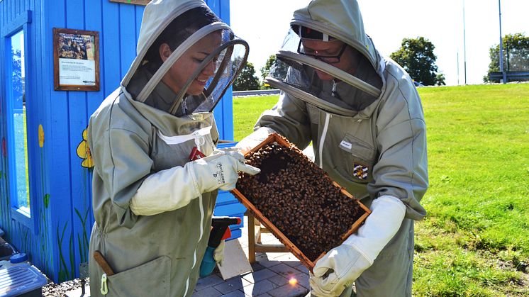 Flygplatsbin ger honungskörd på Landvetter