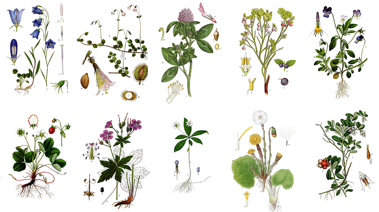Illustrationer av finalisterna, från Nordens flora av C. A. M. Lindman