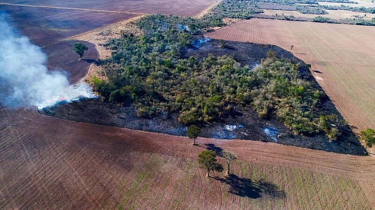 De sidste rygende rester af et stykke af den såkaldte Chaco-skov, her i Argentina, der er omdannet til sojaplantager. Foto: Mighty Earth