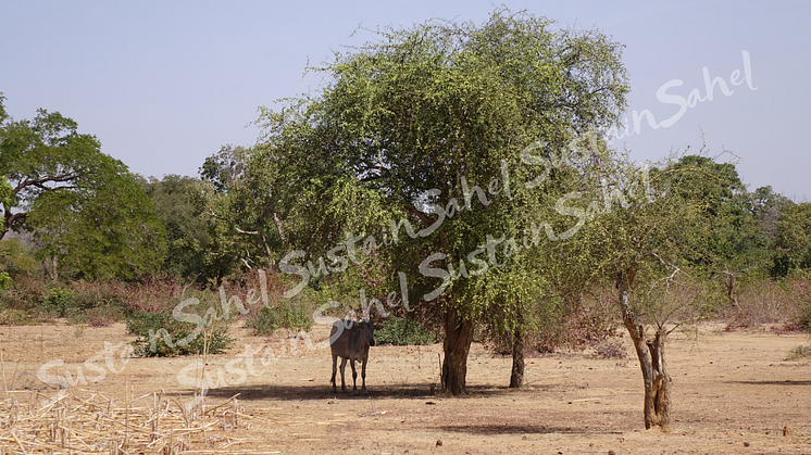 Trees provide shade as well as produce 