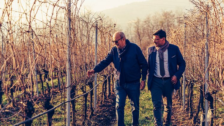 Giancarlo Vason och Alessandro Angilella på en av vingårdarna vintertid