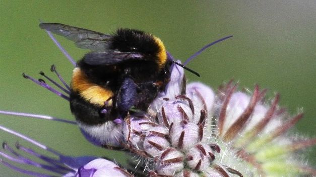 Urbangreen och Bee Urban krokar arm för ökad biologisk mångfald