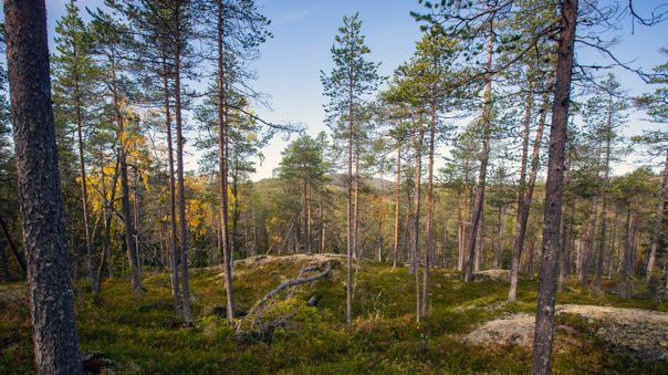  Skog inom formellt skyddade områden utgörs till betydligt större del av äldre skog jämfört med skogen utanför dessa områden. Björnlandets nationalpark. Foto Per A. Adsten