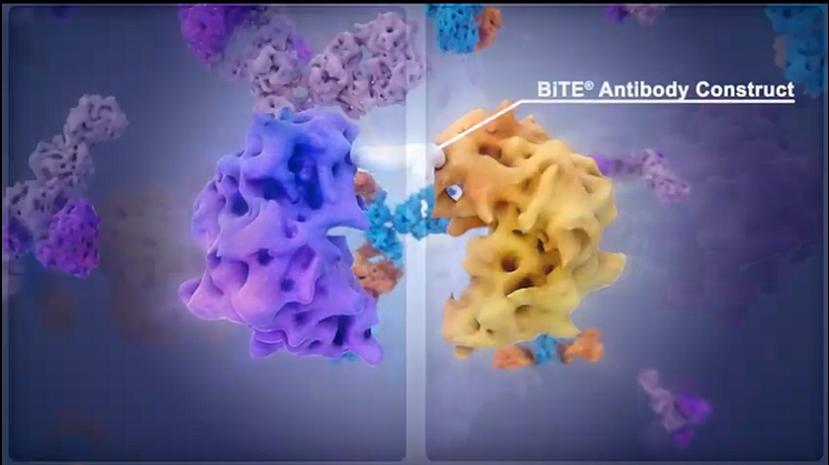 Lovande resultat för Amgens BiTE-molekyler mot svår blodcancer på ASH 2018