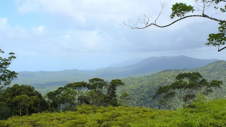 Verdens Skove har i 40 år kæmpet for regnskovene, som dette område, der er en del af kunafolkets territorium i Panama. Foto af Jonas Schmidt Hansen.