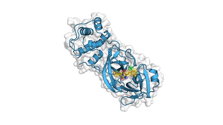 Bilden visar en modell av coronavirusets enzym.  Bild: Andreas Luttens