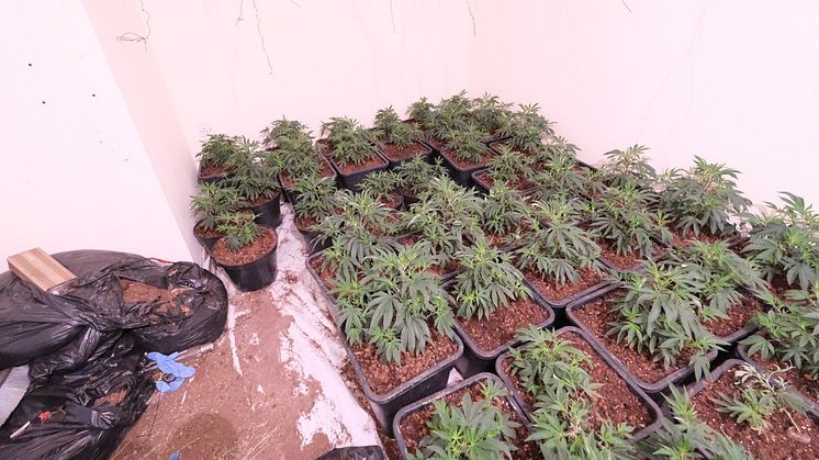 Police seize cannabis plants after raid on home