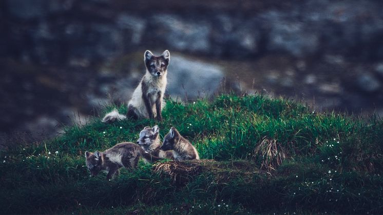 Årets Pantamera-insamling från SkiStar går till WWF Sveriges arbete för att rädda fjällräven