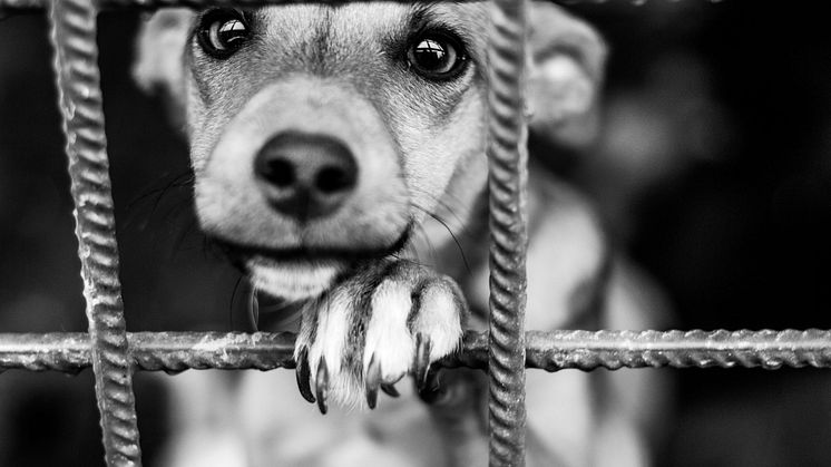 Svenska Kennelklubben, SKK, har under våren samlat fler än 20 000 namnunderskrifter under parollen "Stoppa smugglingen och massimporten av hundar".