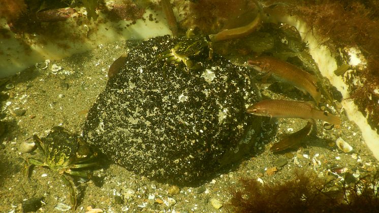 Avanserte forsøk i store tidevannsbassenger på land viser at blåskjell raskt spises opp av krabber og bergnebb. Til sammenligning ble det registrert høy overlevelse i bassengene uten predatorer. (Foto: Hartvig Christie/NIVA)