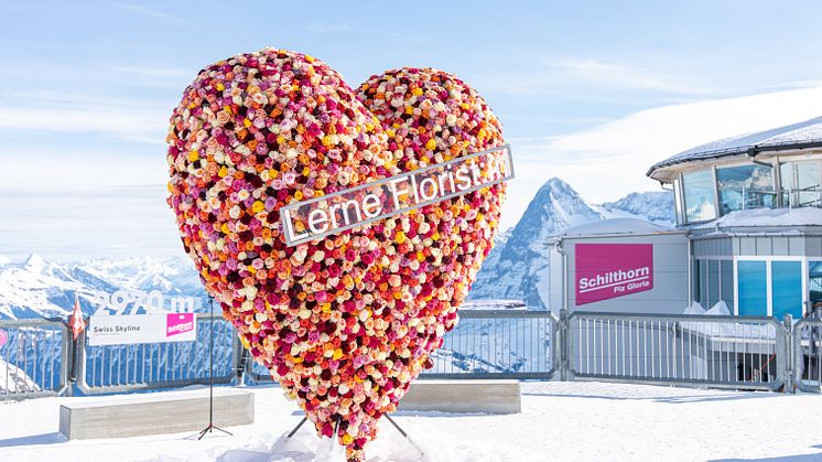 Attraktion auf dem Schilthorn-Gipfel: Grösstes Blumenherz Europas