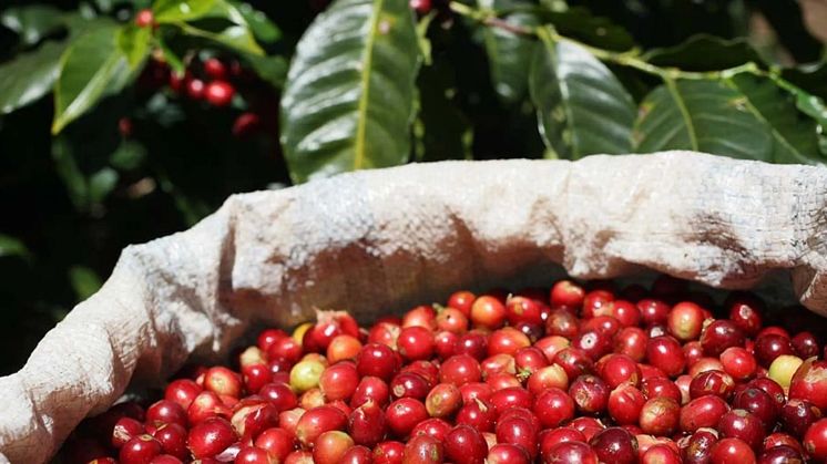 Nestlé rankas högst inom hållbart kaffe