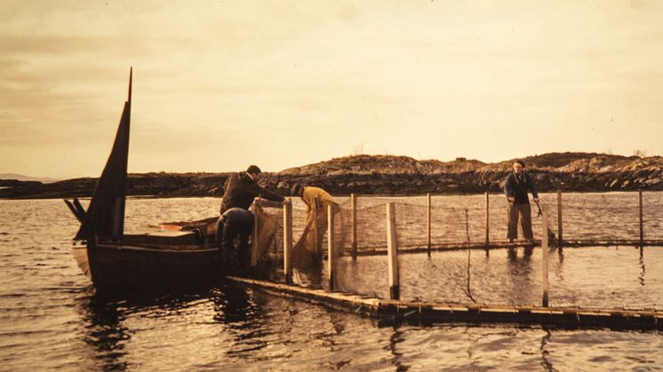 The Grøntvedt brothers' salmon farm at Hitra, 1972. Credits: Nationalbiblioteket, Magnus Berg