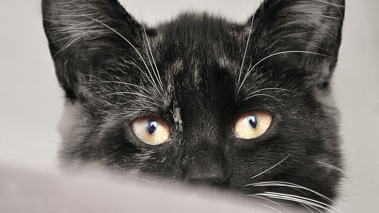 Freitag, der 13.: Alles für die (schwarze) Katz?!