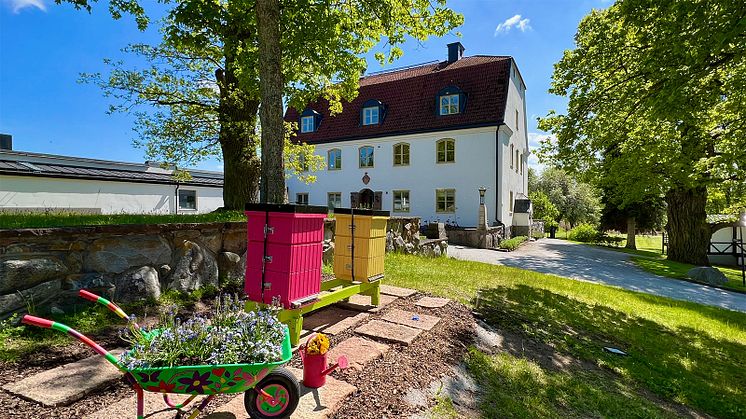 Två nybyggda, färgsprakande bikupor utanför herrgården på Happy Tammsvik välkomnade i dagarna 150 000 surrande små hjältar att checka in.
