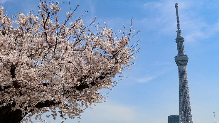 Three one-of-a-kind ways to enjoy cherry blossoms around TOKYO SKYTREE