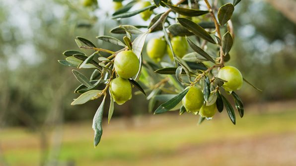 Das wertvolle Öl der Oliven pflegt die Haut mit Vitaminen und Pflanzenstoffen. Bild: JoannaTkaczuk | stock.adobe.com/de/129694705 