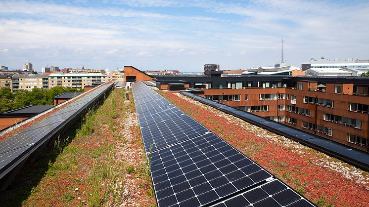  MKB Fastighets AB har kombinerat biotoptak med solceller – det första i sitt slag i Sverige i den storleken. Foto: Gugge Zelander