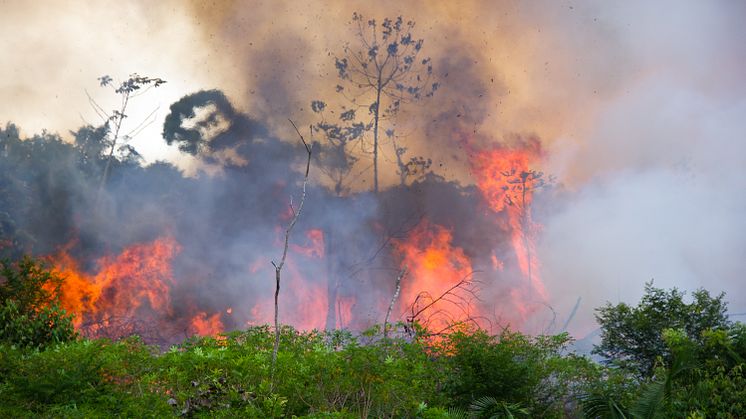 Et stykke af brasiliansk Amazonas står i flammer. Der er i år registreret næsten dobbelt så mange skovbrande i Brasilien som i samme periode sidste år, viser satellitdata. Arkivfoto