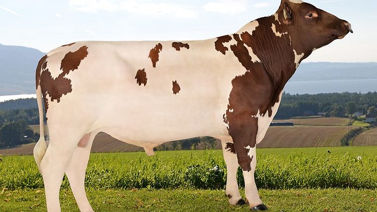 Norwegian Red sire 12188 NR Skjefstad-PP. Purebred sires will be more highly selected compared to crossbred bulls and the rotation of purebred sires from the suitable breeds will result in higher heterosis over time compared to using crossbred sires.