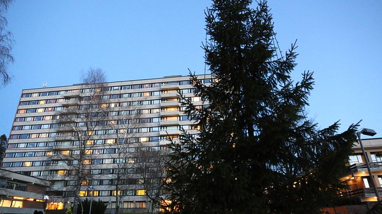 Julegrantenning på Kringsjå Studentby, Oslo (bilde 2)
