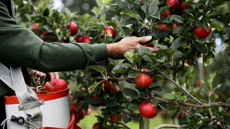 Nu har de sista äpplena för säsongen plockats på Kiviks Musteri.