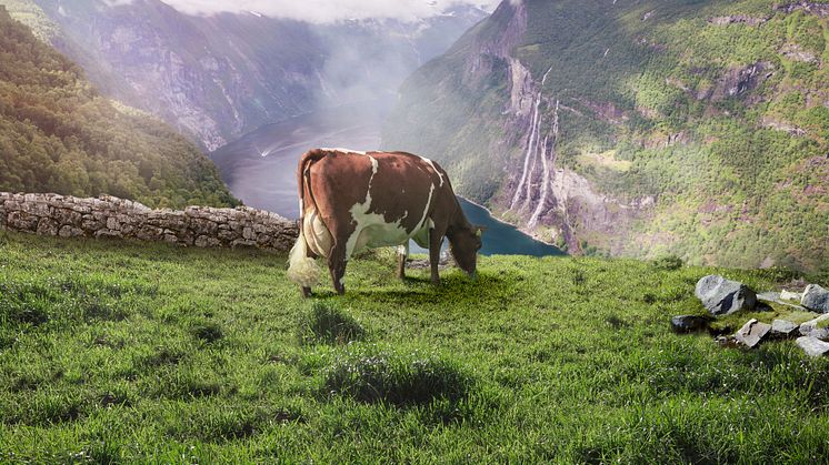 Norway supports Geno's project to focus on breeding low-emission cow. Photo: Lars Martin Bøe