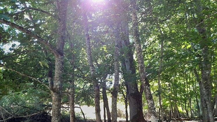 Skogsarbete på Björnön ska öppna upp för värdefulla träd